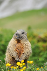 Murmeltier in der Wildnis