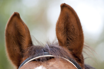 Ears of a brown horse with a few waterdrops