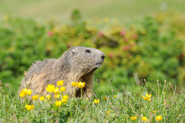 Murmeltier in den Bergen