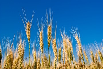 ears of  wheat on a blue sky background