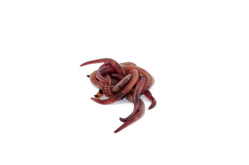 Worms