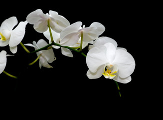 Fototapeta na wymiar kwitnące białe orchidee na czarnym tle