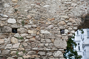 Tauben in der Mauer