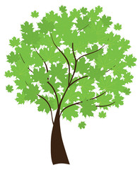 vector maple tree