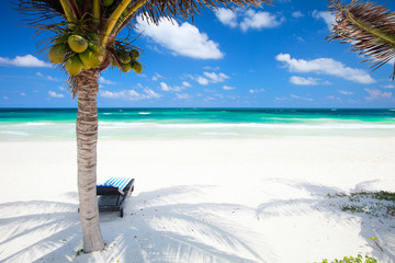 Coconut palms at beach - obrazy, fototapety, plakaty