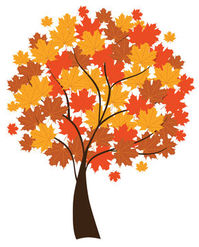 vector maple tree in fall