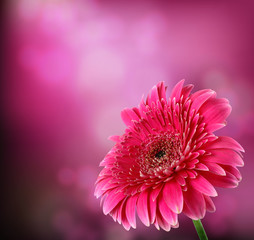 Pink flower