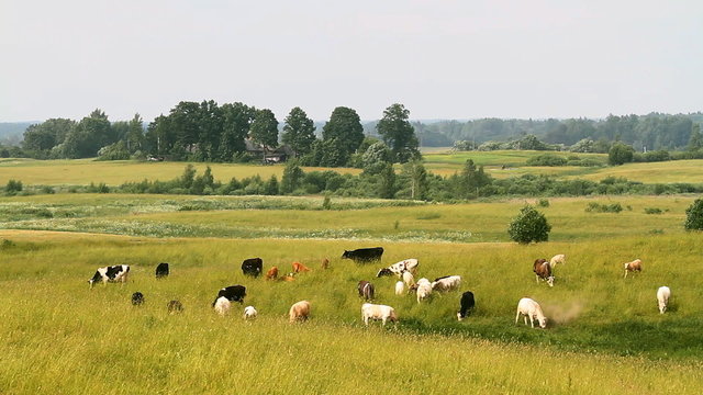 cows on meadow