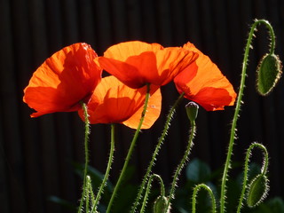 coquelicot 04