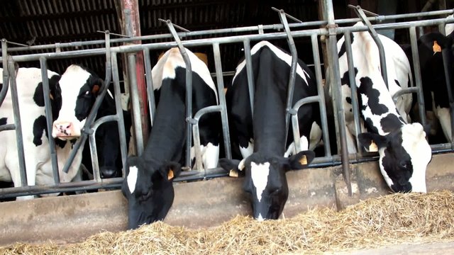 vaches