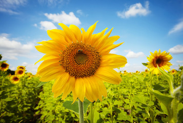 Obraz premium sunflower