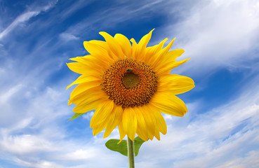 Obraz premium sunflower