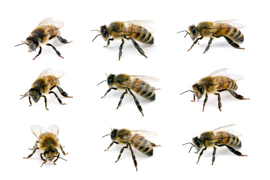 Bee, Apis mellifera, European or Western honey bee, various view