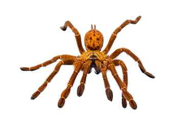 Pterinochilus murinus
