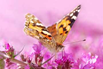 Schmetterling