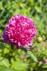 Pink Peonies in Bloom