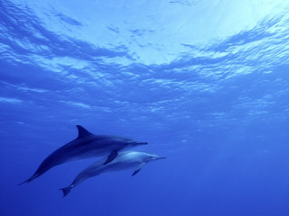 grand dauphin bleu