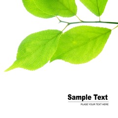 Fototapeta premium 葉っぱ