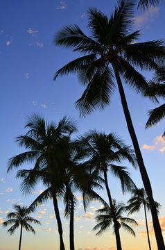 Vertical Vacation Image Of Tropical Palm Trees At Sunset