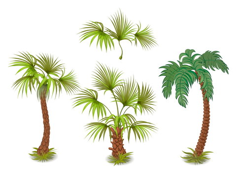 collection of tropical palm trees