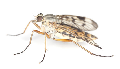 Soldier fly isolated on white background