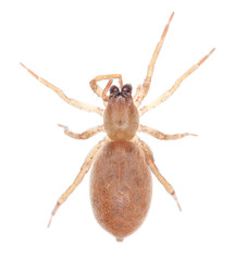 Ground spider isolated on white background