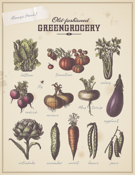 vintage greengrocer's placard with different vegetables