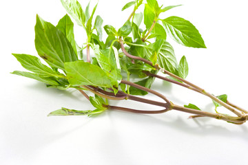 Twig of sweet basil  on white background.