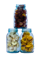 Three blue canning jars with strawflowers © zigzagmtart