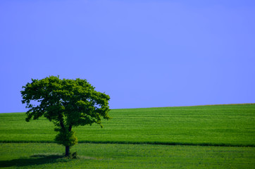 Fototapeta na wymiar zielony i niebieski