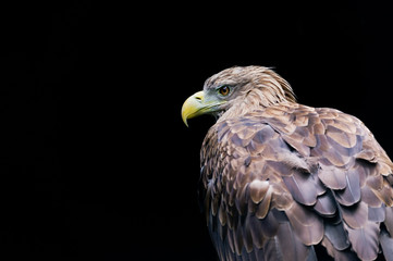 Steinadler