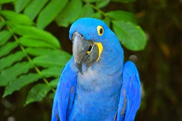 oiseau