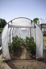 Tomato plants in a traditional greenhouse