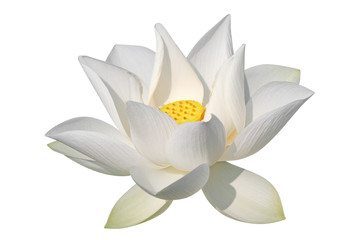 Lotus blanc, isolé, chemin de détourage inclus