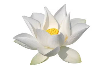 Fotobehang Lotusbloem Witte lotus, geïsoleerd, uitknippad inbegrepen