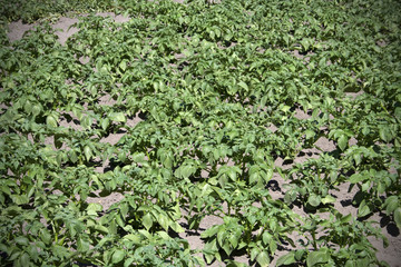 Fototapeta na wymiar Field of potatoes plants