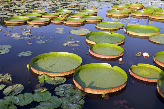 Fototapeta Victoria Regia - the largest waterlily in the world