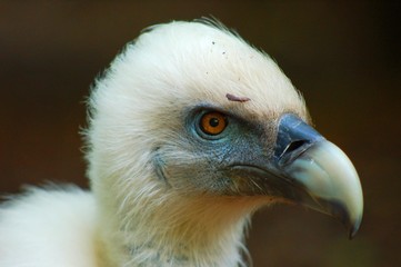 oiseau