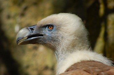 oiseau