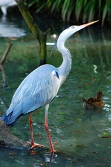 oiseau