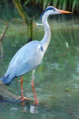 Naklejka premium oiseau