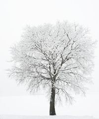 albero solitario con neve