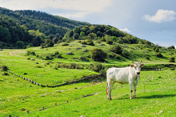 Fototapeta premium Pasture