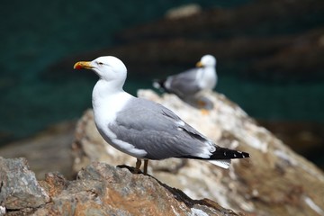 Seagulls on a rocky coastline
