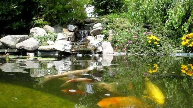 bassin aquatique de jardin