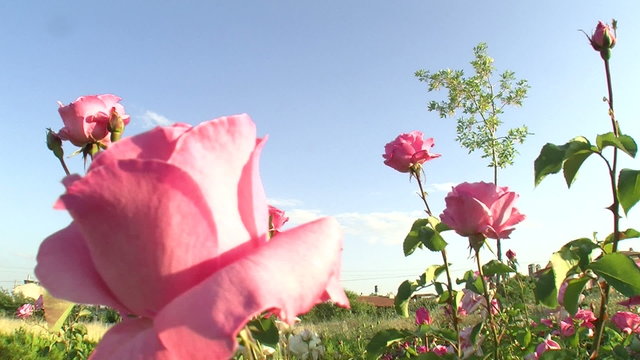 rose garden 1