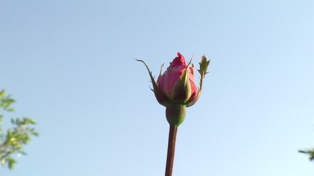 rose bud zoom sky