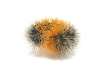 Hairy Caterpillar Rolled into Ball Isolated on White Background