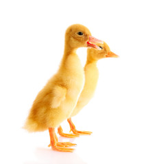 two yellow duck isolated on white