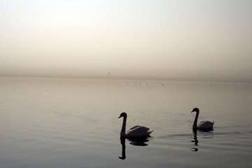 Two swans in the sea